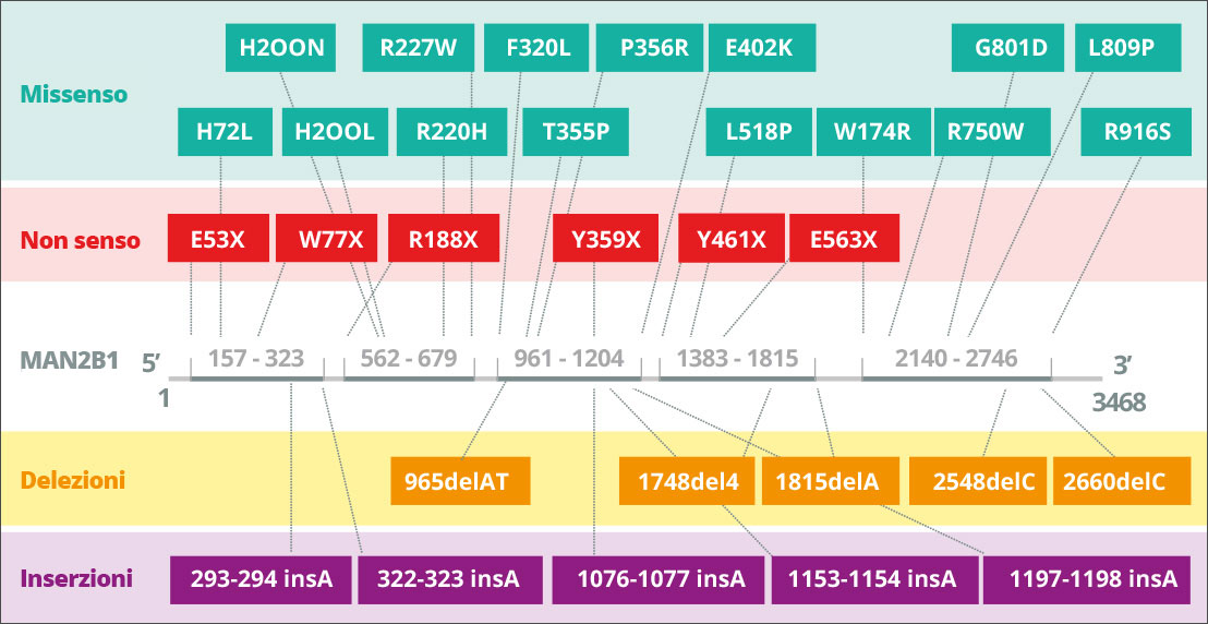 Mutazioni MAN2B1