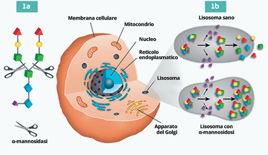 Malattie da accumulo lisosomiale