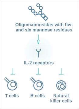 Immunodeficiency in Alpha-Mannosidosis